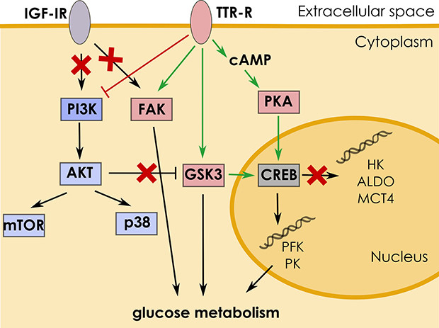 Mechanism of TTR-induced signaling.