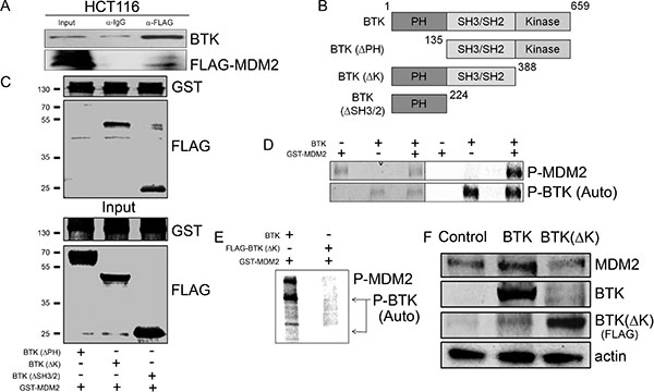 BTK binds to and phosphorylates MDM2.