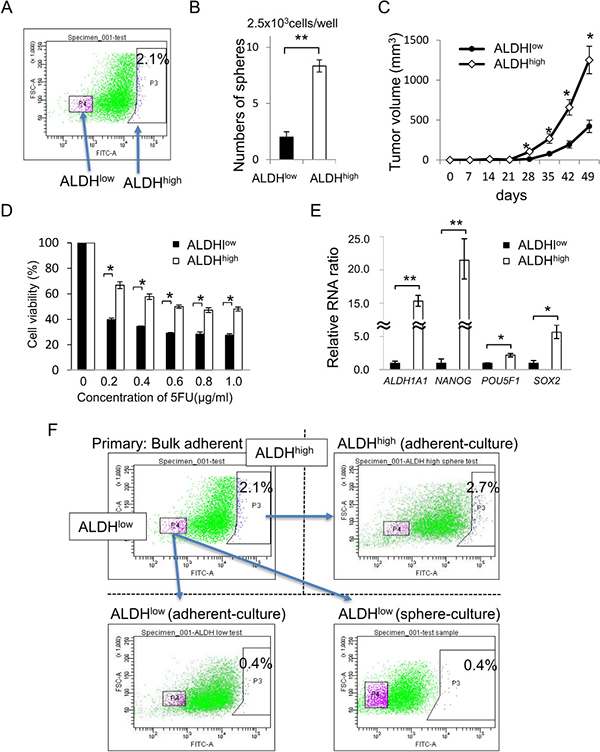 ALDHhigh cells have a character of CR-CSCs/CICs.