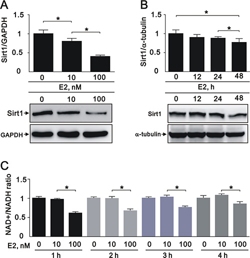 E2 treatment downregulated SIRT1 expression in the A7r5 rat smooth muscle cell line We treated A7r5 cells with 10 nM and 100 nM E2.