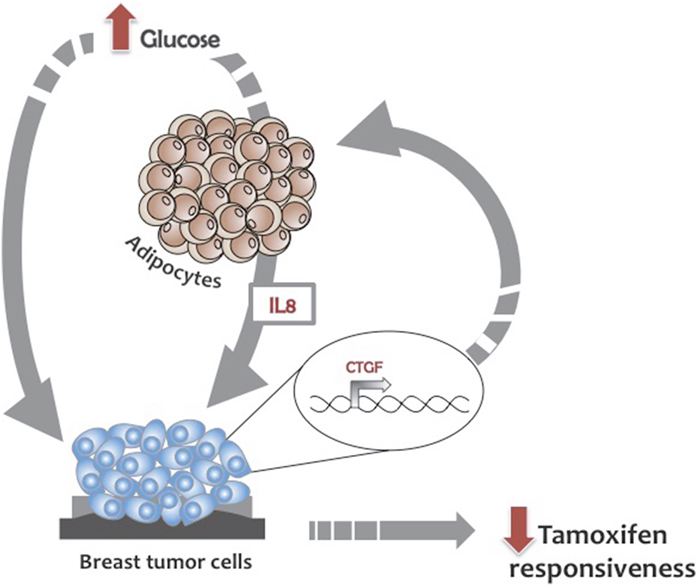 Glucose regulation of BC cell responsiveness to tamoxifen.