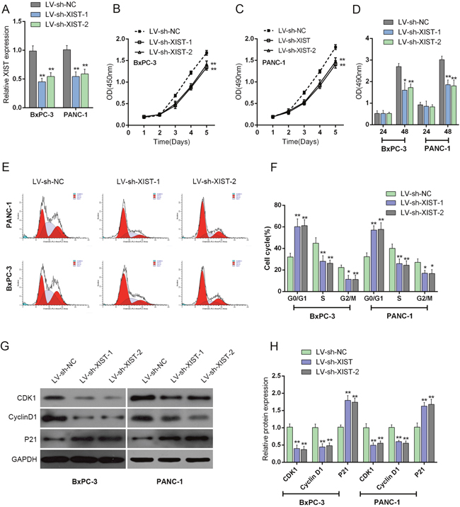 Knockdown of XIST induces cell cycle arrest at G0/G1 phase to suppress PC cell proliferation by regulating cell cycle-related genes in PC cell lines.