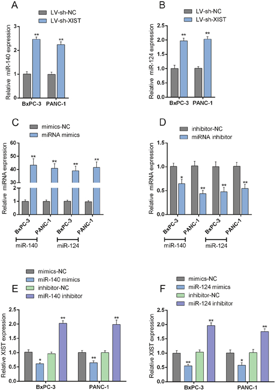 XIST inversely mutual-regulates miR-140/miR-124.