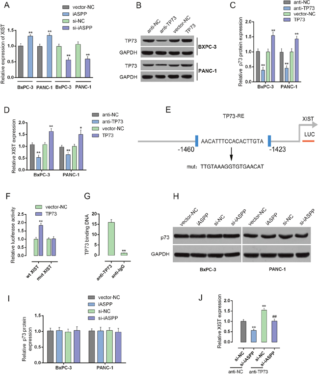 iASPP inhibits the transcriptional activity of p73 to promote XIST expression.