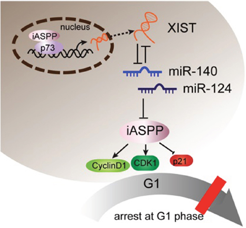 A schematic diagram showing XIST inhibits miR-140/miR-124 to promote pancreatic carcinoma growth through iASPP and cell cycle-related factors.