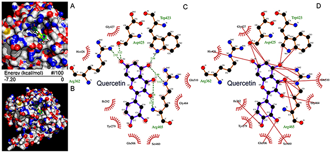 Molecular docking of quercetin on SHP2.