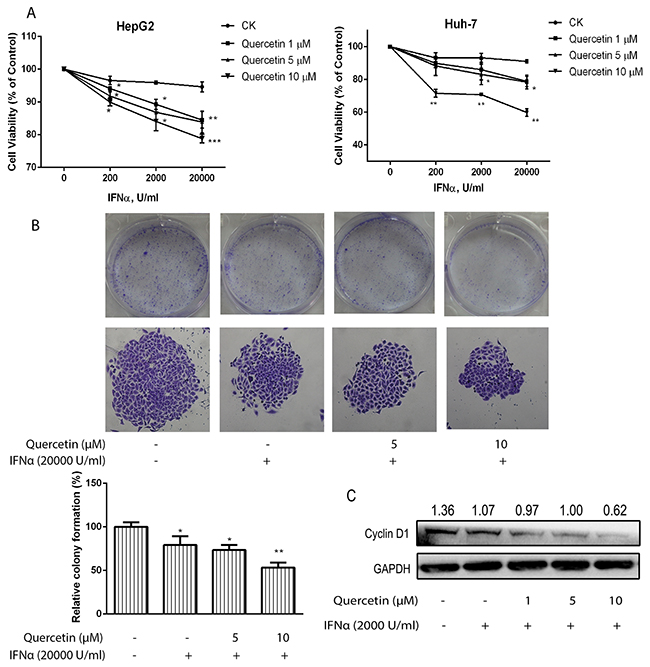 Quercetin enhances the inhibitory effect induced by IFN-&#x03B1; on cancer cell viability.