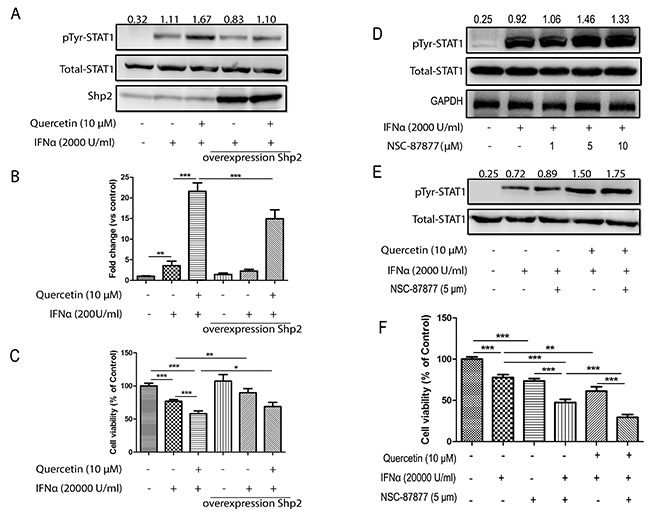 Quercetin increases IFN-&#x03B1;-induced phosphorylation of STAT1 via SHP2 inhibition.