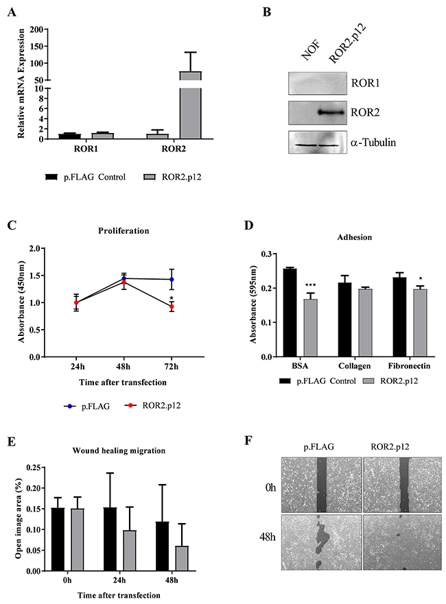 ROR2 overexpression in NOFs increases migration.