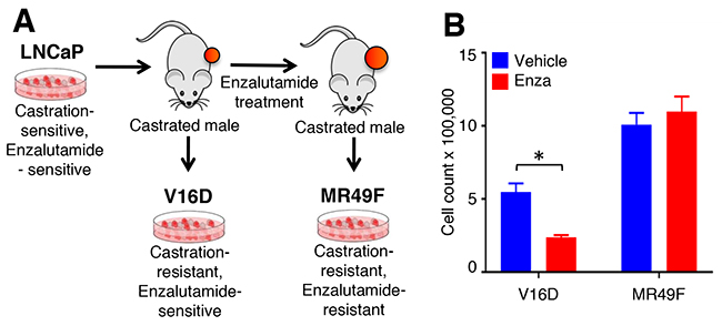 Cell line models of enzalutamide resistance.