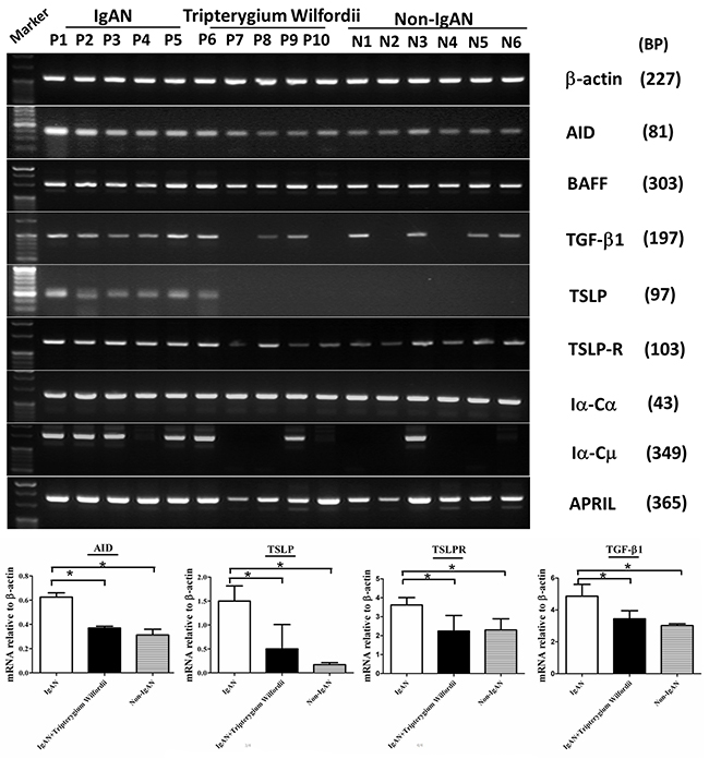 The mRNA expression levels of IgA class switching markers, thymic stromal lymphopoietin (TSLP), TSLP receptor (TSLPR), activation-induced cytidine deaminase (AID) and transforming growth factor-&#x03B2;1 (TGF-&#x03B2;1) were decreased in tonsillar GCs of IgAN patients with Tripterygium Wilfordii treatment.
