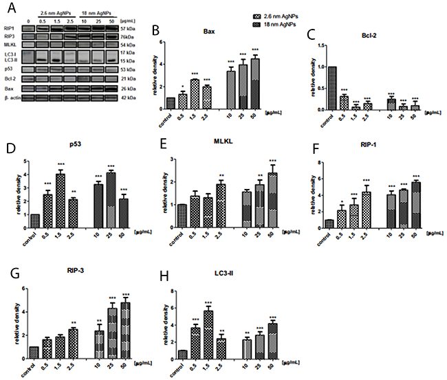 AgNPs-induced changes in protein level of cell death markers in PANC-1 cells.
