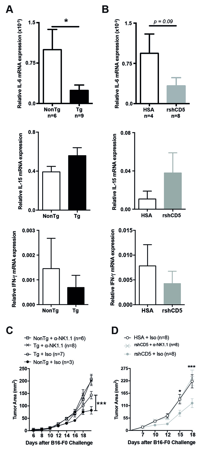 Abrogation of shCD5-mediated anti-tumor effects by NK cell depletion.