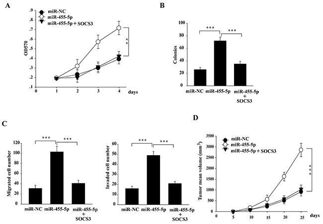 The miR-455-5p-SOCS3 axis is of functional importance in regulating tumorigenesis in NSCLC cells.