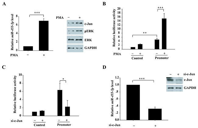 Activation of ERK signaling pathway induces miR-455-5p expression.