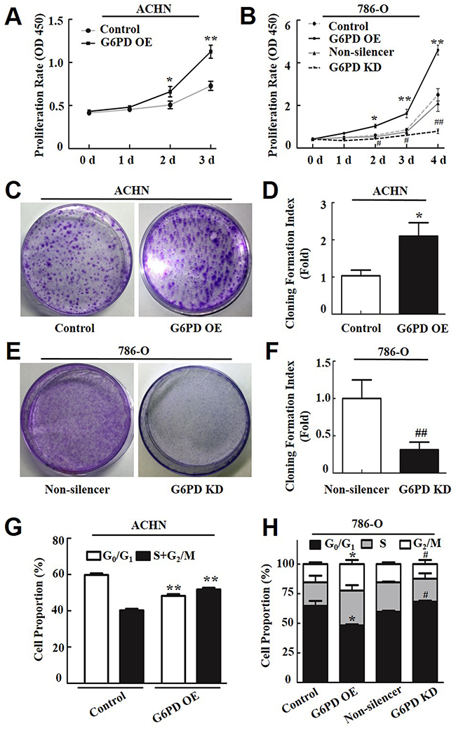 G6PD enhances RCC cell proliferation and affects cell-cycle phase distribution.