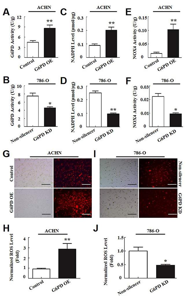 G6PD promotes ROS production by increasing NOX4 activity in RCC cells.