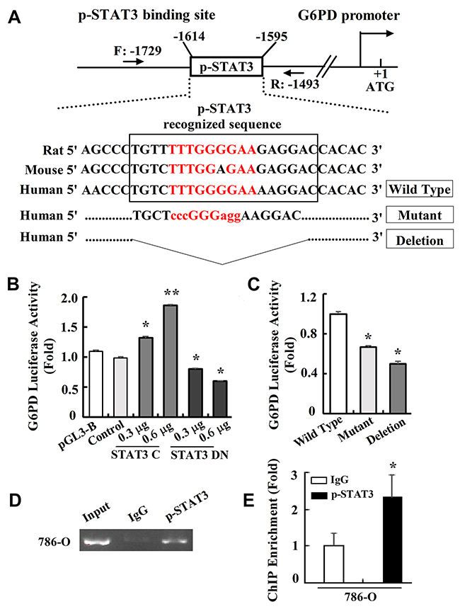 p-STAT3 binds directly to G6PD promoter.