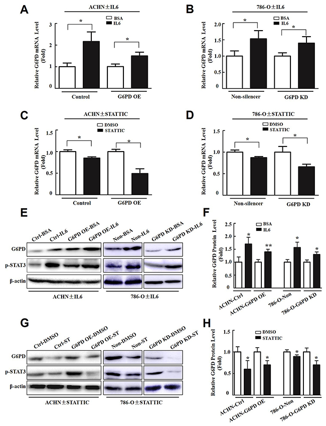 p-STAT3 contributes to G6PD overexpression in RCC cells.