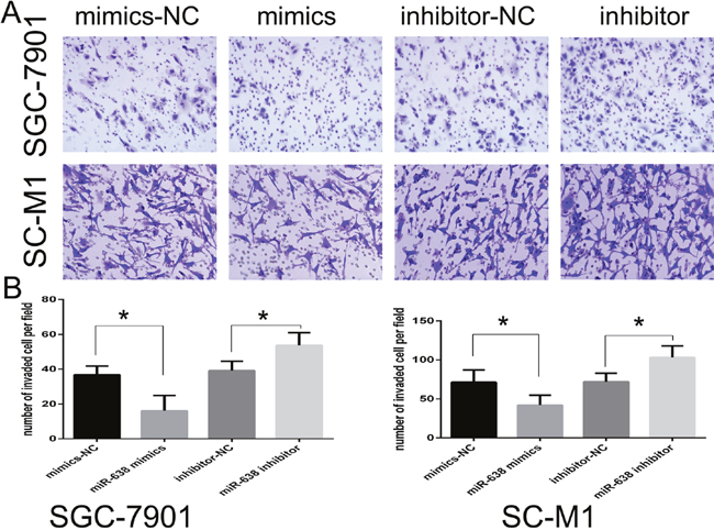 MiR-638 inhibited the invasive ability of GC cell lines.