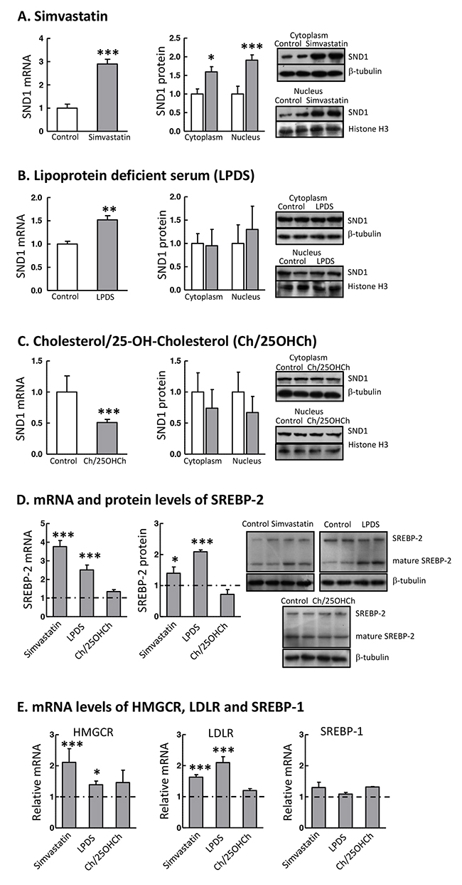 SND1 gene transcription responds to SREBP-2 activity modulators.