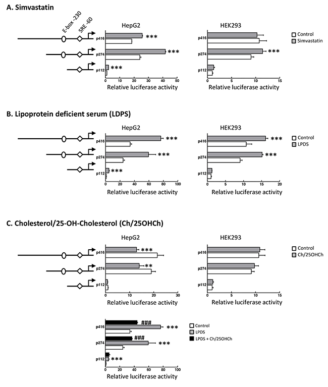 Transcriptional activity of SND1 proximal promoter responds to SREBP-2 activity modulators.