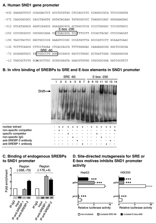 SND1 promoter contains functional binding sites for SREBPs.