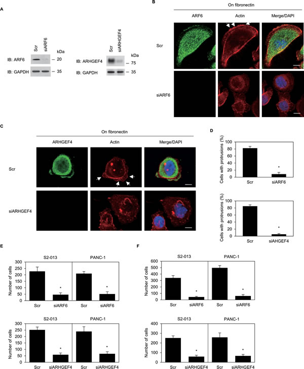 ARF6 and ARHGEF4 promote cell motility and invasion via forming cell protrusions.