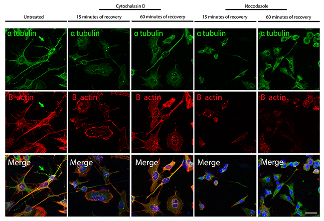Confocal microscope images showing re-polymerization of microtubules (&#x03B1;-tubulin in green) and actin filaments (B-actin in red) after cythochalasin D or Nocodazole treatment in iPSCs-derived neurons.