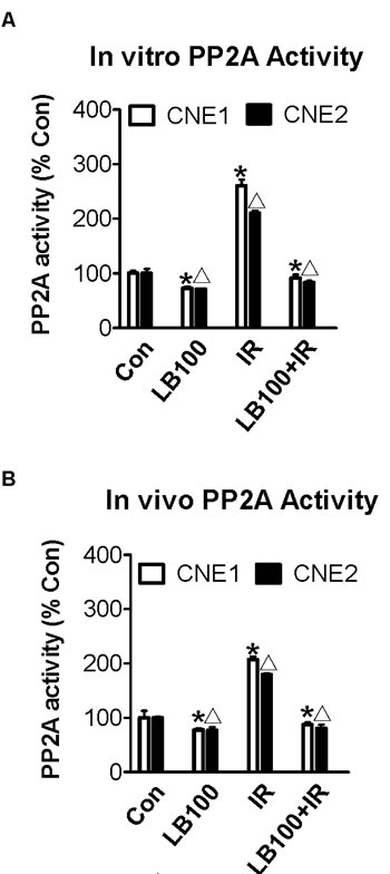 PP2A activity increases after radiation and is inhibited by LB100 in vivo and in vitro.