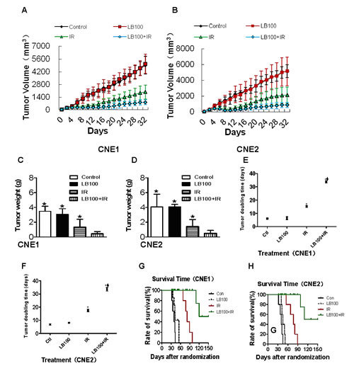 Radiosensitization of CNE1 and CNE2 xenografts by LB100.