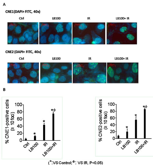 LB100 leads to persistent radiation-induced DNA damage.