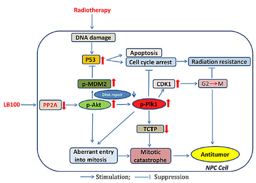 Schematic illustration of the potential mechanisms by which PP2A inhibition with LB100 enhances the effect of NPC radiotherapy.