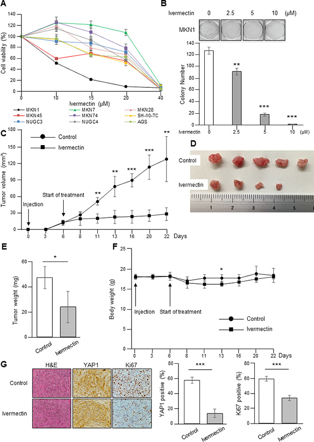 Ivermectin suppressed the growth of GC cells in vitro and in a xenograft mouse model.