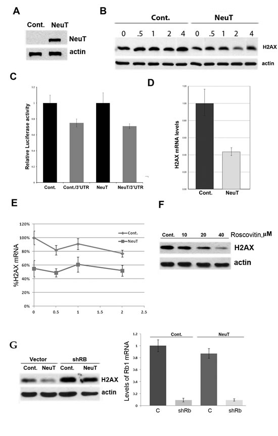 Fig.2: NeuT oncogene suppresses expression of H2AX.