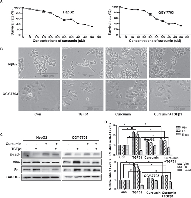 Curcumin inhibited TGF-&#x03B2;1-induced EMT in hepatoma cells.