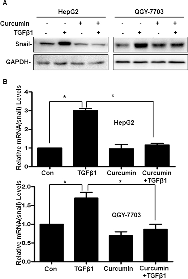 Curcumin via downregulation of Snail to inhibit TGF-&#x03B2;1-induced EMT in hepatoma cells.