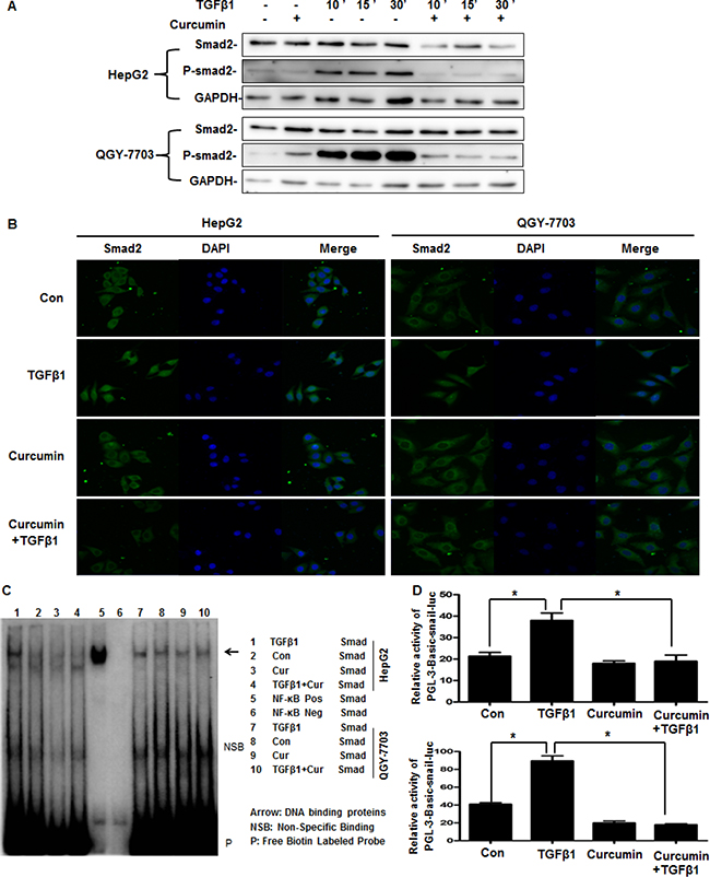 Curcumin downregulation the expression of Snail by supressing Smad2 phosphorylation and nuclear translocation.