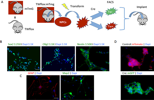 Floxed TW mouse glioma model.