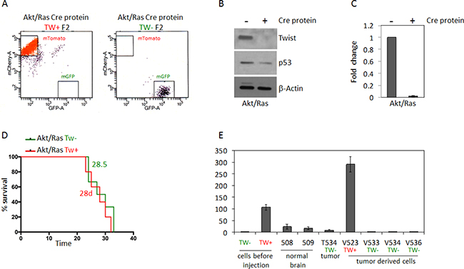 Deletion of TW by recombinant Cre recombinase transfection in Akt/Ras transformed NPCs does not impact survival.