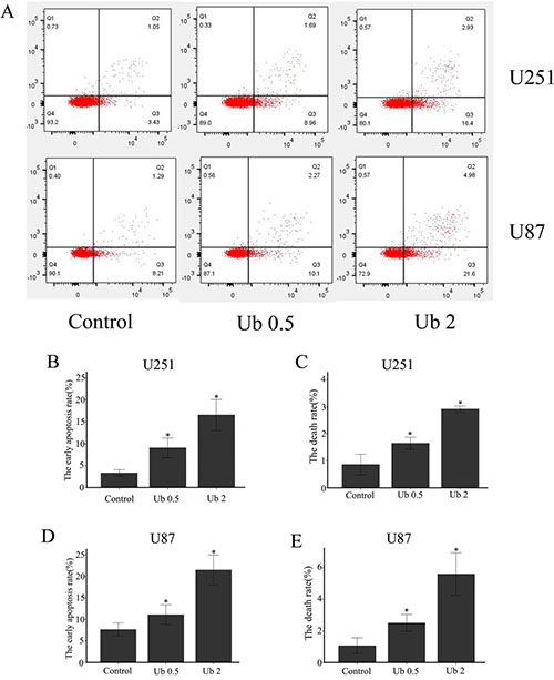 Ubenimex induced cell death and apoptosis in U87 and U251 cells.