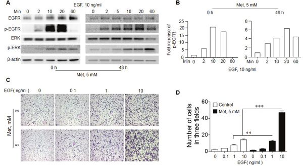Increased sensitivity of EGFR in response to EGF in A549 cells cultured with Met.