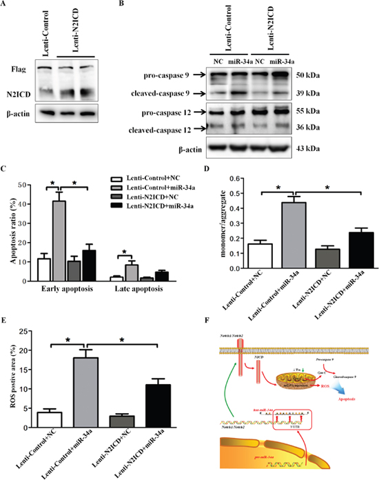 Overexpression of N2-ICD rescues HLEC apoptosis.