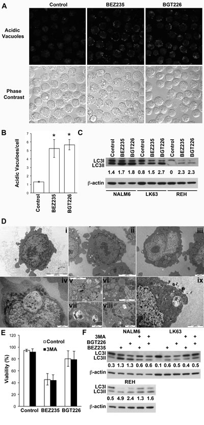 Induction of autophagy by dual PI-3K/mTOR inhibitors.