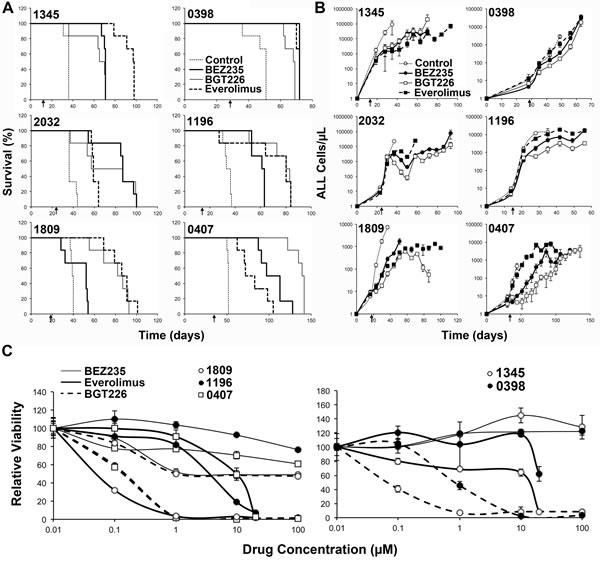 BEZ235 and BGT226 increase survival and reduce ALL in mice.