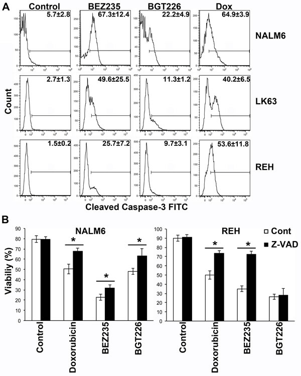 BEZ235 induces caspase-dependent cell death while BGT226 mediates a caspase independent cells death mechanism.