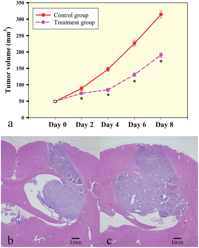 Rat C6 tumor growth is slowed by low dose of bevacizumab treatment.