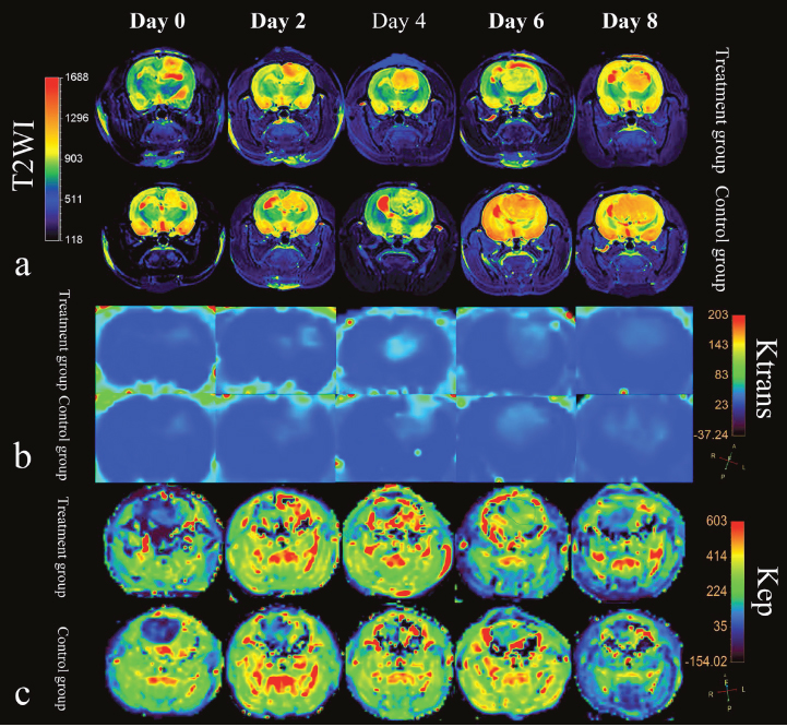 MRI features of rat C6 glioma model in treatment group and control group.