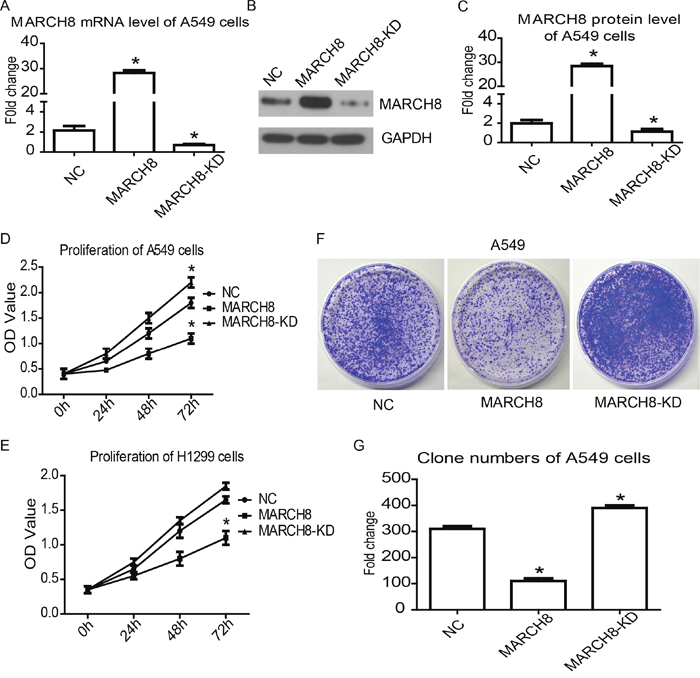 MARCH8 inhibits cancer cell proliferation in human lung cancer cells.