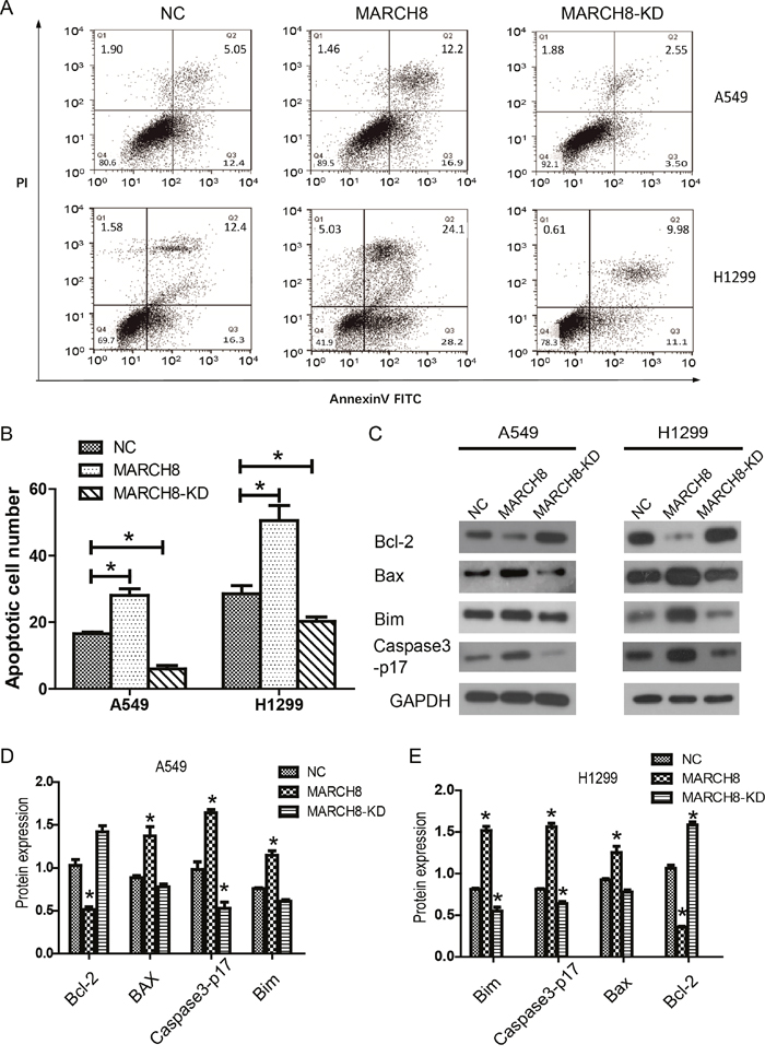 MARCH8 promoted apoptosis of lung cancer cells in vitro.